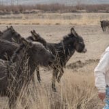 Young woman walks beside a herd of donkeys in the dry fields near her village in Ladakh, India.